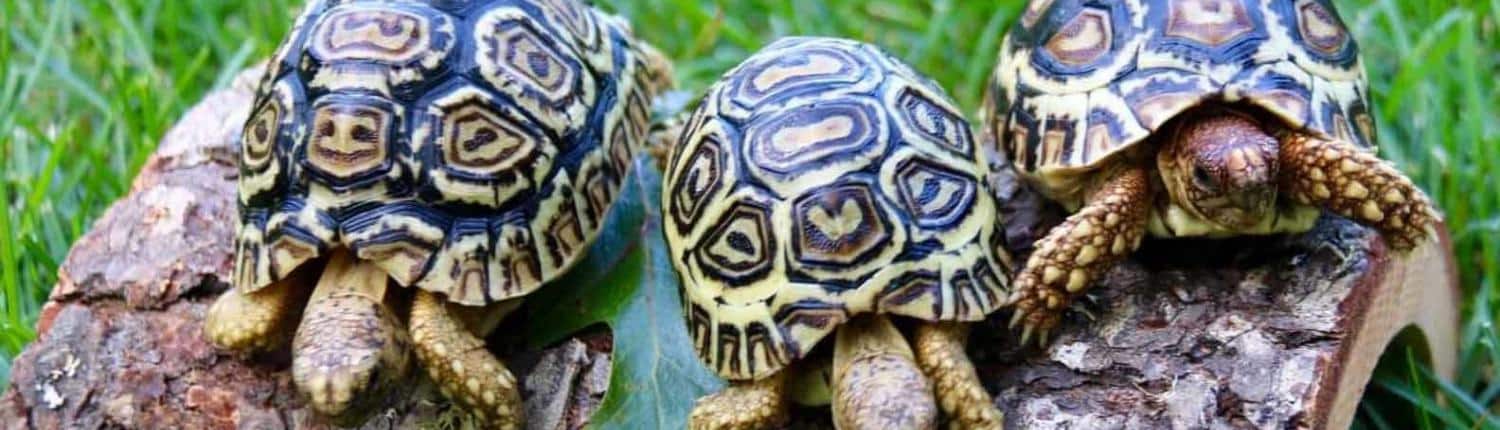 giant south african leopard tortoise