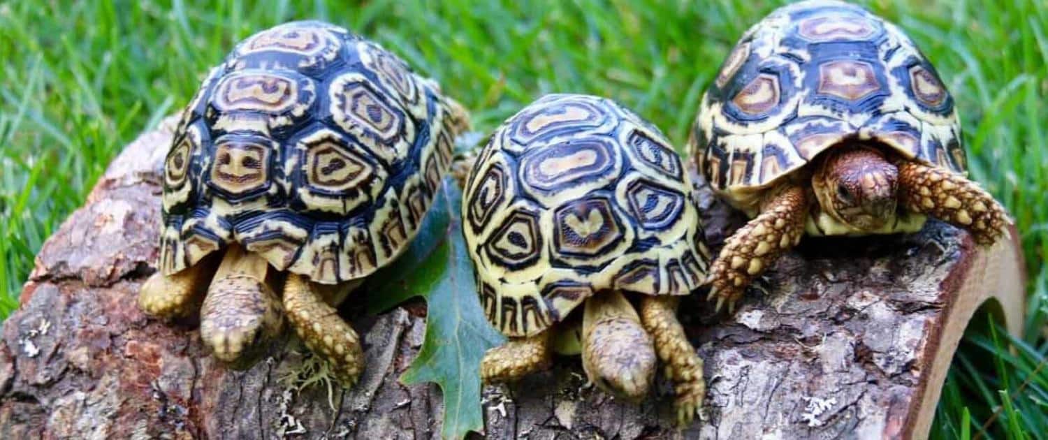 giant south african leopard tortoise