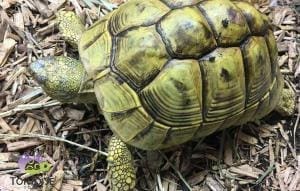 hermann's tortoise for sale