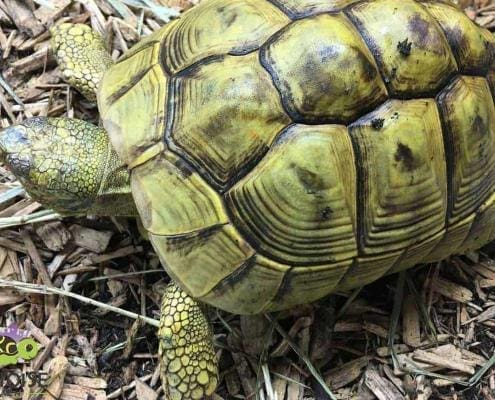 hermann's tortoise for sale