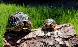 indian star tortoise