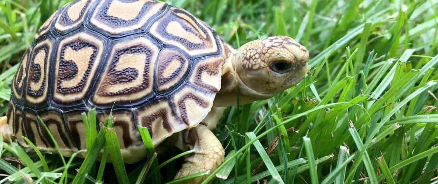 african tortoise baby