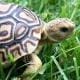 leopard tortoise for sale