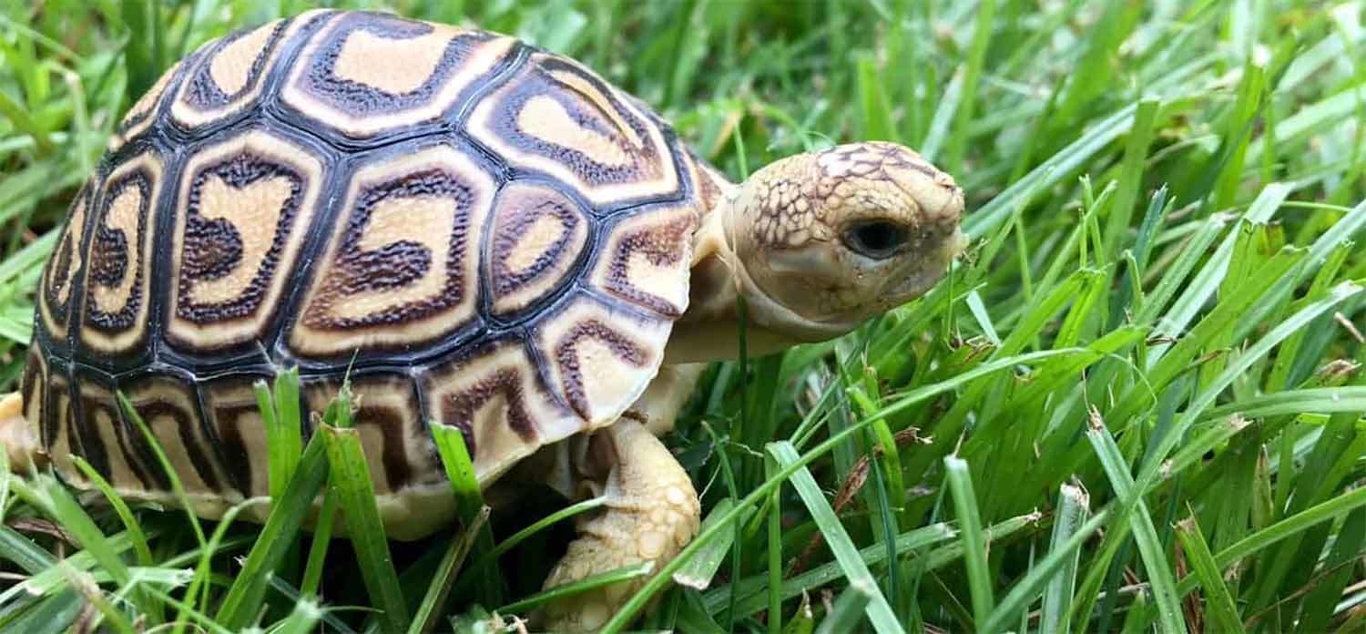 I got a beautiful leopard tortoise from tortoisetown! - Tortoises for