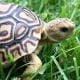 leopard tortoises for sale