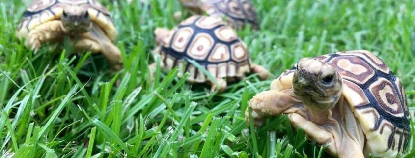 leopard tortoises for sale