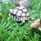 leopard tortoise for sale