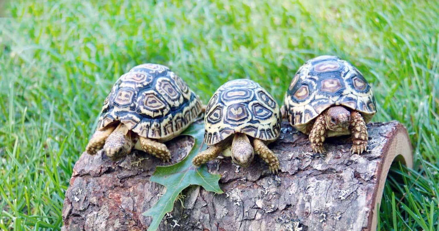 Giant South African Leopard Tortoise for sale Pardalis