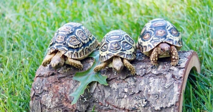 pardalis pardalis leopard tortoise for sale