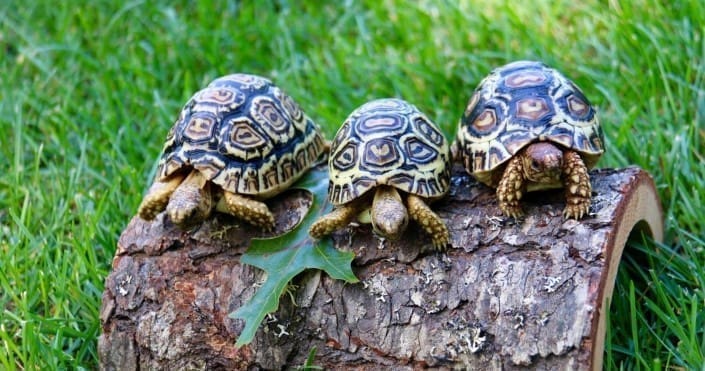 Pardalis Pardalis leopard tortoise giant leopard tortoise for sale