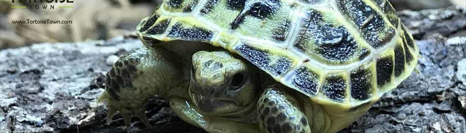 Russian tortoise for sale