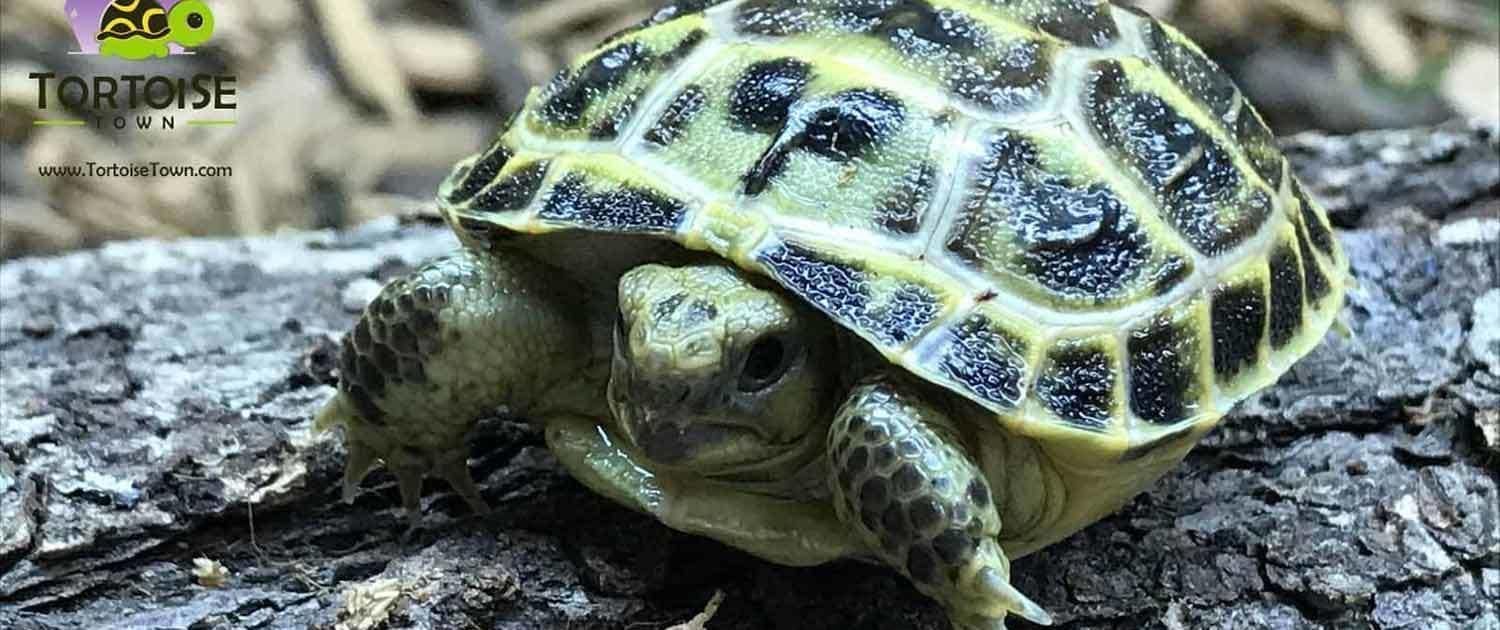 Russian tortoise for sale