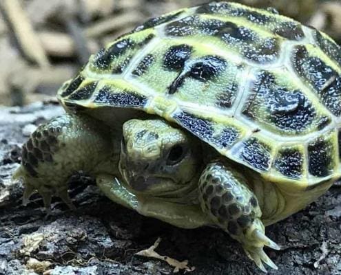 Russian tortoise for sale