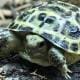 russian tortoise for sale