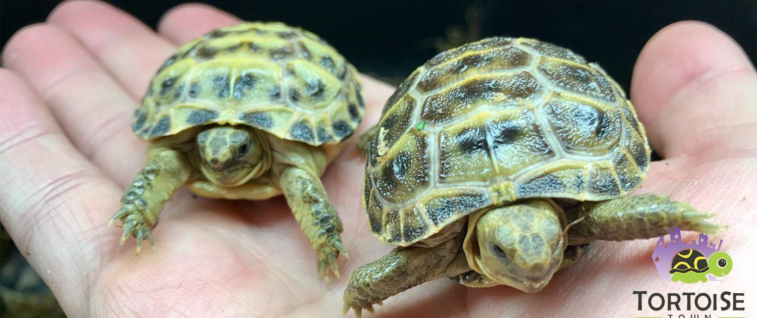 baby Russian tortoise