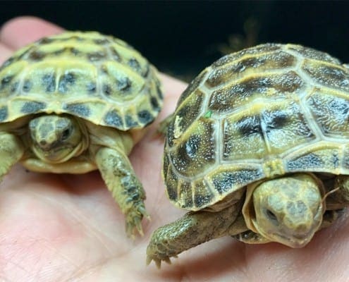 baby Russian tortoise