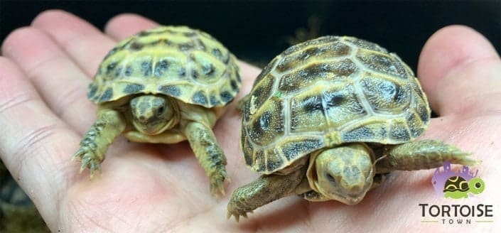 baby Russian tortoise