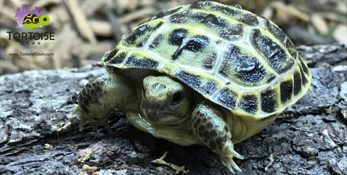baby russian tortoise for sale russian tortoise for sale