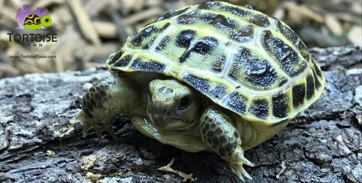 russian tortoise for sale