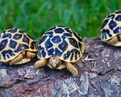 Indian Star Tortoise