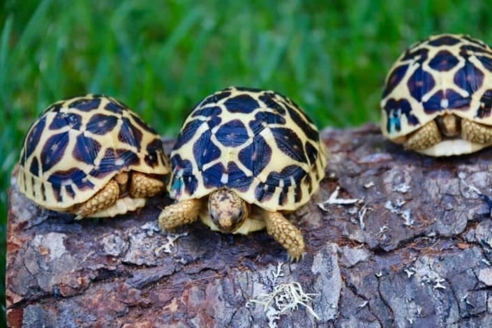 Indian Star Tortoise Indian Star Tortoise