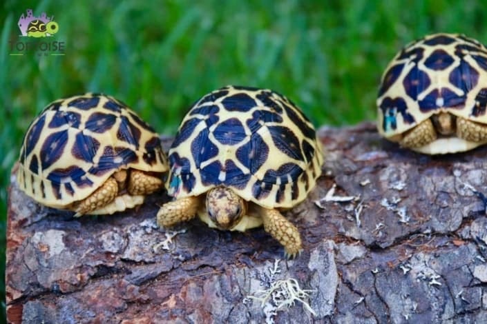 Sri Lankan Star Tortoise for sale Sri Lankan Star Tortoise for sale