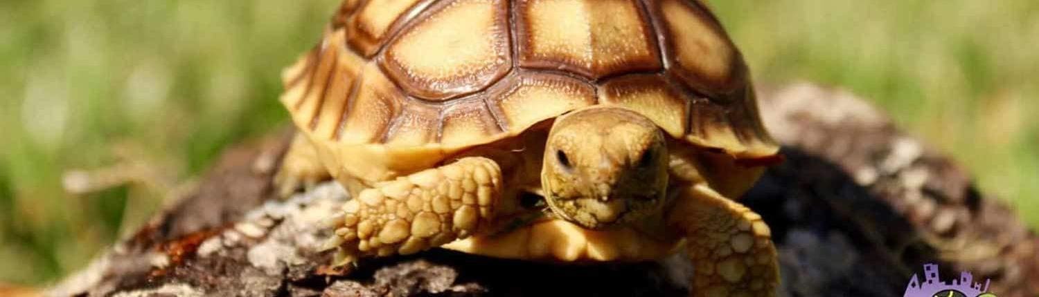 Sulcata Tortoises for sale