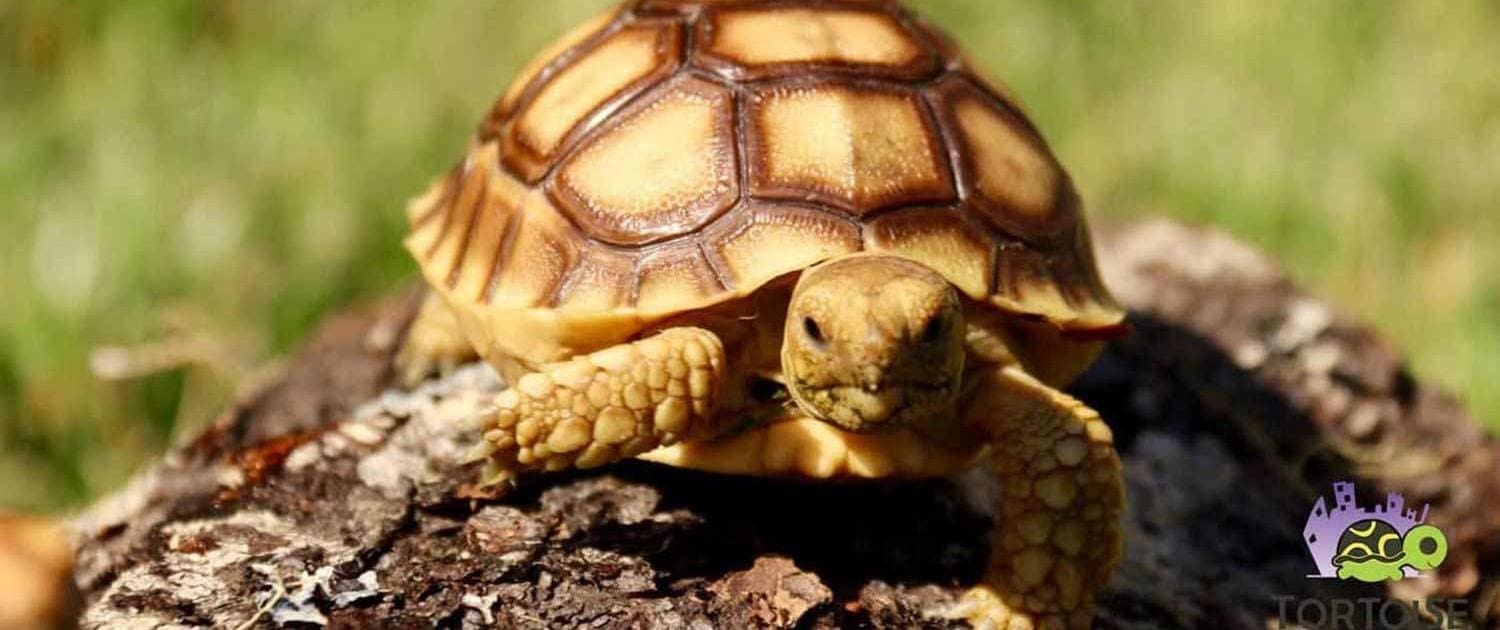 Sulcata Tortoises for sale