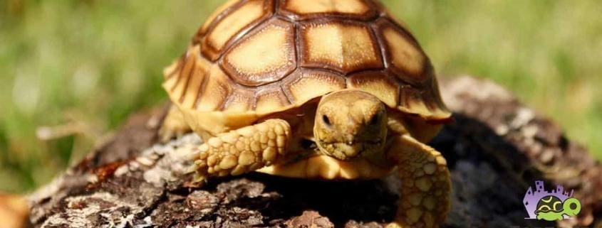 sulcata tortoise for sale