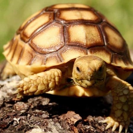 sulcata tortoise for sale