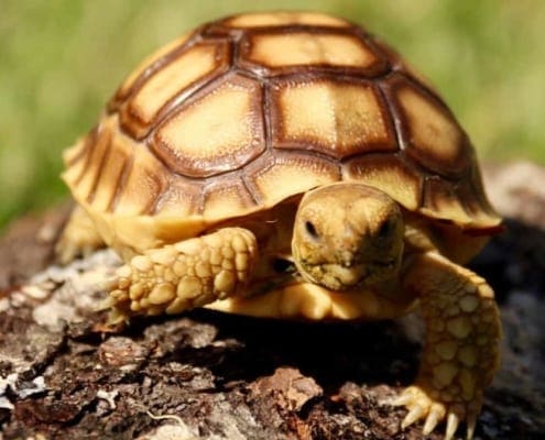 sulcata tortoise for sale