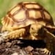 sulcata tortoise for sale