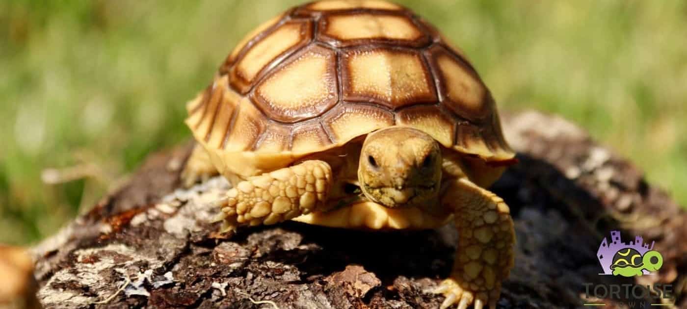 Sulcata tortoise