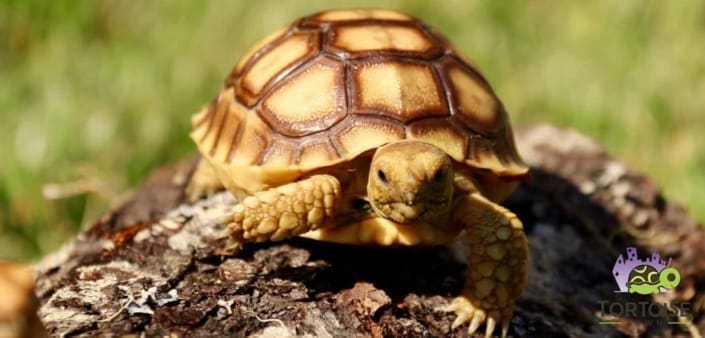 Sulcata tortoise