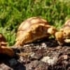 spurred tortoise for sale