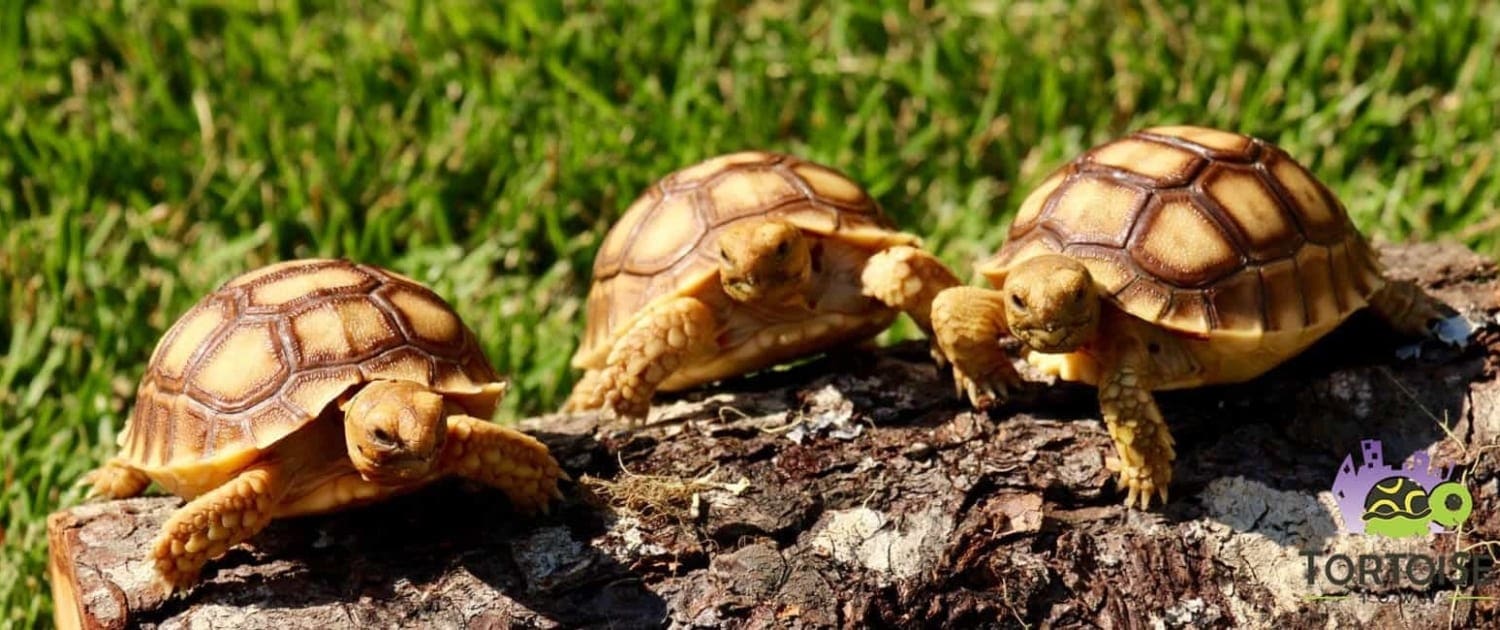 spurred tortoise for sale