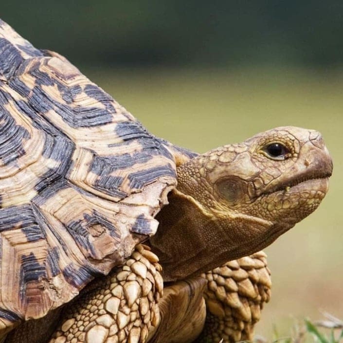 adult leopard tortoise for sale | adult leopard tortoises for sale online