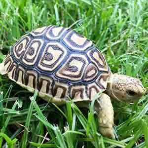 baby leopard tortoise