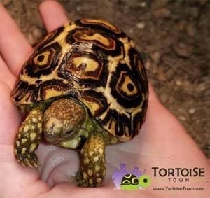 baby leopard tortoise