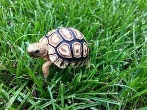 baby leopard tortoise for sale