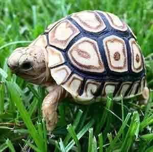 baby leopard tortoise