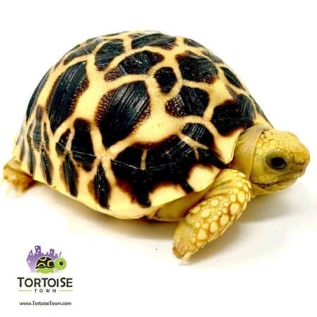 Burmese star tortoise for sale