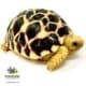 Burmese star tortoise for sale