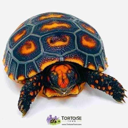 cherry head tortoise