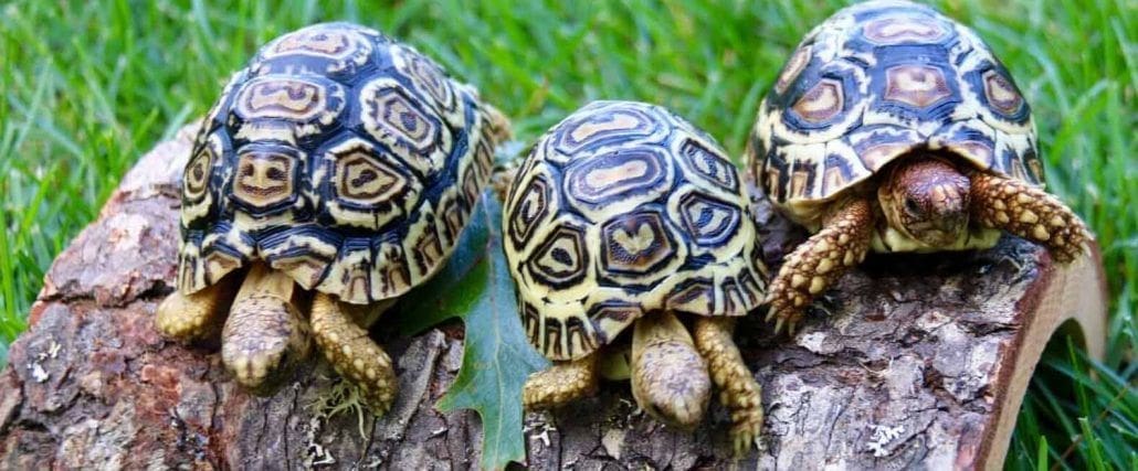 giant leopard tortoise