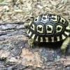 giant leopard tortoise