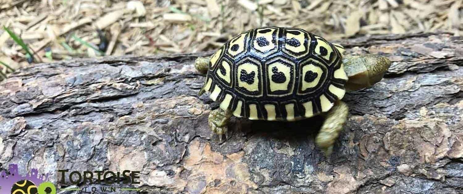 giant leopard tortoise