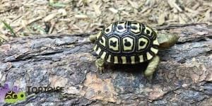 giant leopard tortoise