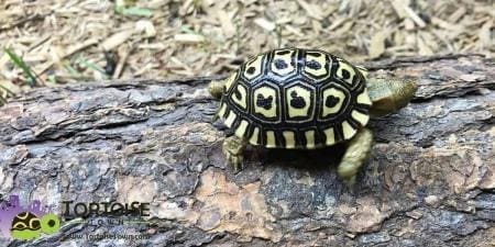 giant leopard tortoise
