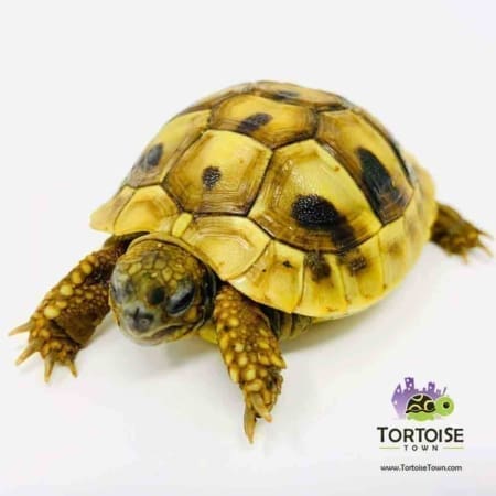 Hermanns tortoise for sale